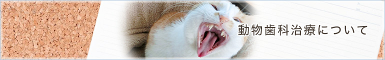 動物歯科治療について